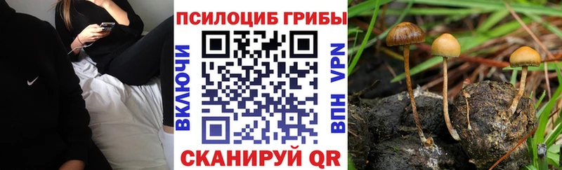 darknet наркотические препараты  МЕГА онион  Красноуфимск  купить наркотик  Галлюциногенные грибы Psilocybine cubensis 